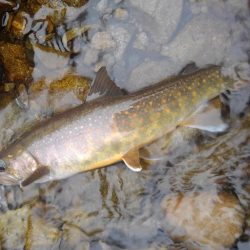 雨の渓流ミノーイング